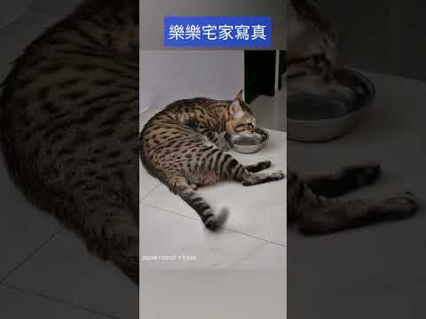 樂樂宅家寫真