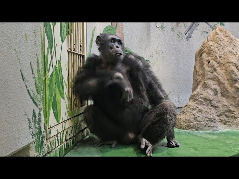 Yamato's return time　Wanpaku Kochi Chimpanzee 202411