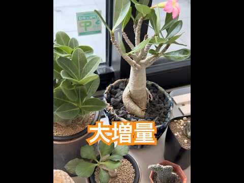 【植物が増え過ぎて】明日からの日当たりが心配です #観葉植物