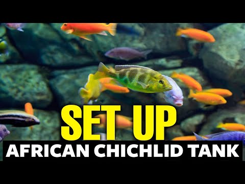 How To Setup An African Cichlid Tank 🐟