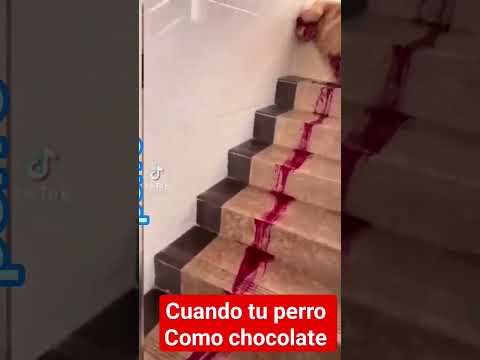 cuando tu perro como chocolate