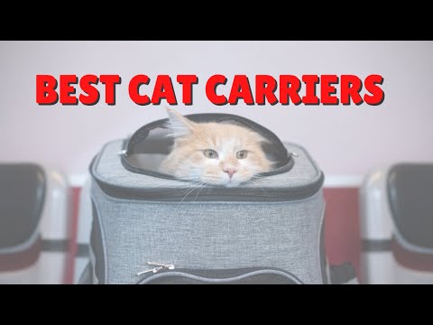 Cat Hates The Carrier? | Two Crazy Cat Ladies