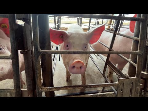 Financial Uncertainties for Pork Producers Affect Prop 12 Impact