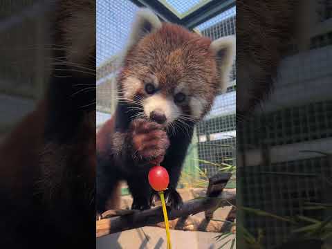 The mother of the red panda Lulu is still so good at eating skewers. The red panda Muling