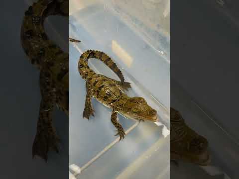 Baby Crocodile Conversations & Sounds! #youtubeshorts #gatorland #crocodile #babyanimal #shortsfeed