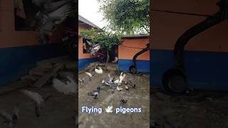 Flying pigeons 🕊️ 🕊️🕊️#pigeon #pigeonlove #pigeonphotography #petpigeon #shorts #nature #village