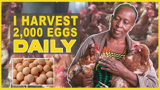 Meet Kenyan Poultry Farmer With Over 8,000 chicken || Poultry Farming