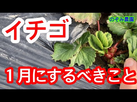 【イチゴ】冬越しのために一月中にして欲しい作業を解説します。