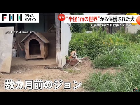 6年間鎖に繋がれた犬が解放で見せた笑顔…散歩もできず半径1メートルに一人ぼっち