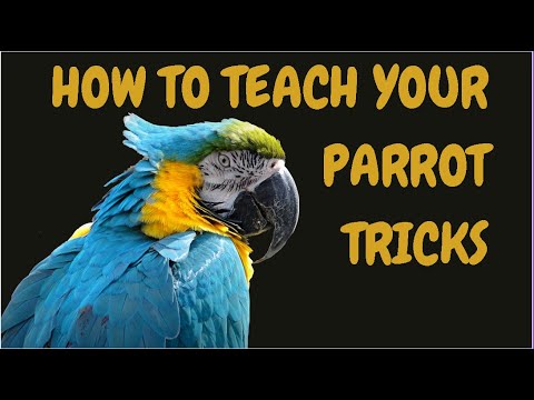 How To Teach Your Parrot Tricks