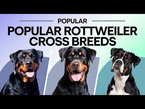 Rottweiler Mixes: Cute, Cuddly, and Ready to Conquer Your Heart | Rottweiler Cross Breeds