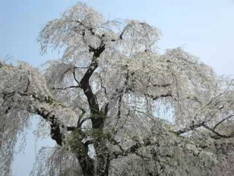 【角館・武家屋敷通り終点の枝垂れ桜】