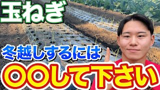 【野菜も寒さ感じます】玉ねぎを育てていて不安な方はこの作業をやる事で上手く育ちます