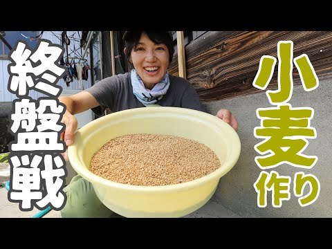 【自己流】とうみがけした小麦を洗って天日干ししてみる