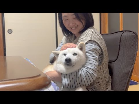 しばらく母に会えなくなるから、今のうちに目一杯甘えておく事にした柴犬