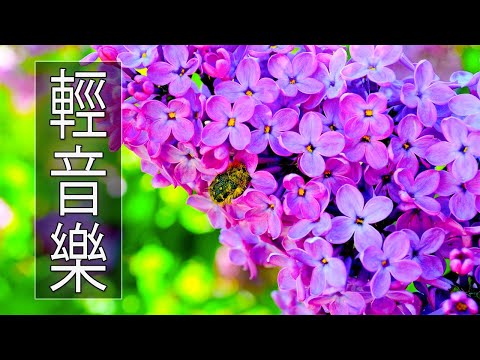 【非常好听】🎷🎷週末聽50首最好的老音樂 🌺早上最適合聽的輕音樂 🎵 每天調心洗滌心性 - 薩克斯風 - 無廣告音樂  - 轻音乐 - 探戈老歌 Old Taiwanese Music