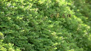 【草生栽培】有草為伴｜不用除草劑的果園(我們的島 第735集  2013-12-02)