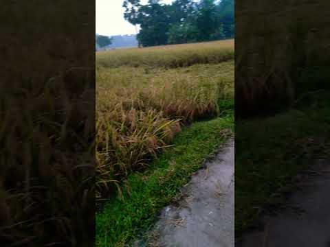 গ্রাম 😍😍😘😘#village#paddyfield#youtubeshorts#youtubeshort