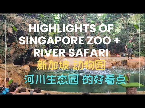 Our 5 highlights (best loved) at Singapore Zoo & River Safari 我们喜欢的新加坡动物园和河川生态园