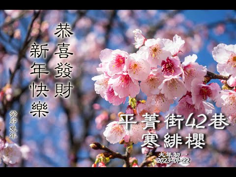 2023年 陽明山 平菁街42巷 寒緋櫻