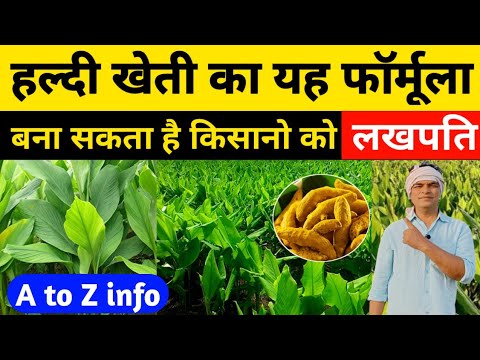 हल्दी की खेती कैसे करें। Haldi ki kheti।Turmeric Farming। Haldi ki top variety।Haldi Kheti kese kare