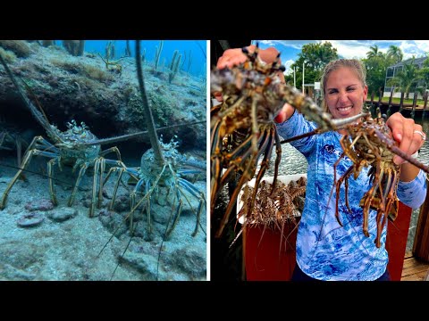 2023 Mini Lobster season!! Her First Time Diving (Catch Clean Cook)