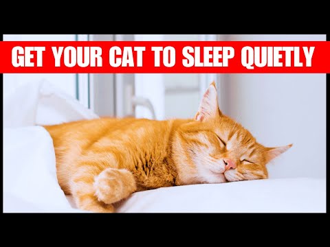 How To Get Your Cat To Sleep At Night?