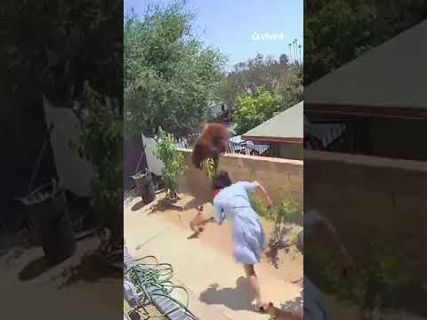 Man vs. Bear haha The Funniest Fight You’ll Ever See! #funny