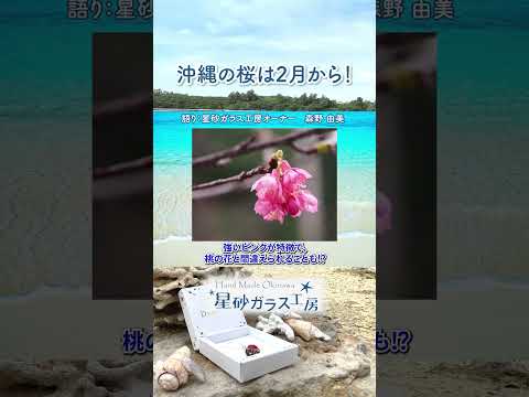 冬の沖縄で、桜前線一番乗り！