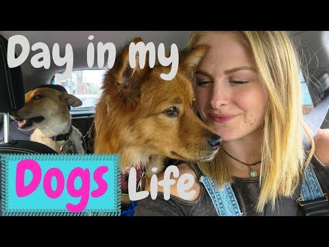 A Day in My Life as a DOG SITTER