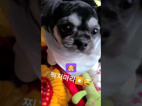 #찍지마라✴️🐶#shorts