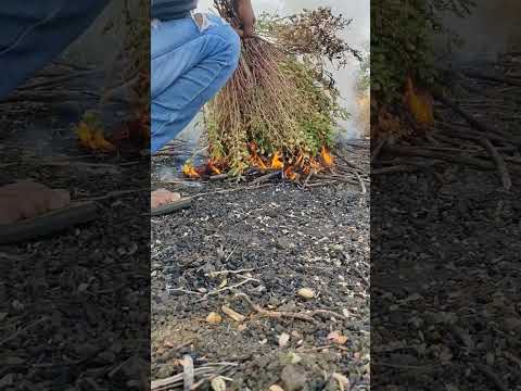 Roasting green peas . #shorts #farming #trending #farm . 100 likes for this plz.