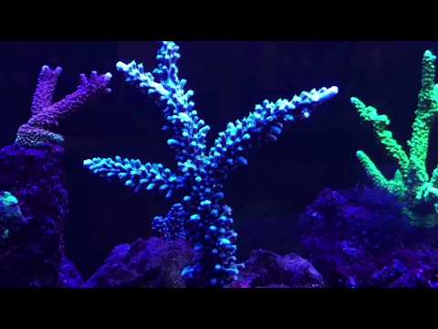 Back Side of My 360g Reef Tank Corals