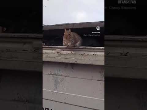 Funny animals #funny #funnyshorts #funnyvideos #fun #funnyanimals #animals #squirrel