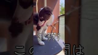 緊張で生あくびが出てしまうボーダーコリー(3ヶ月)【初めてのベランダ】