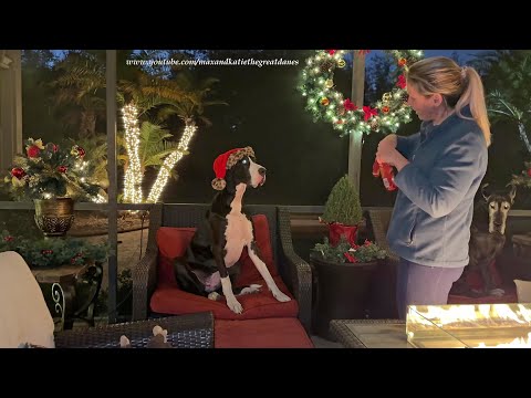 Breeder Mom Dresses Three Great Danes For Their Christmas Card Photo