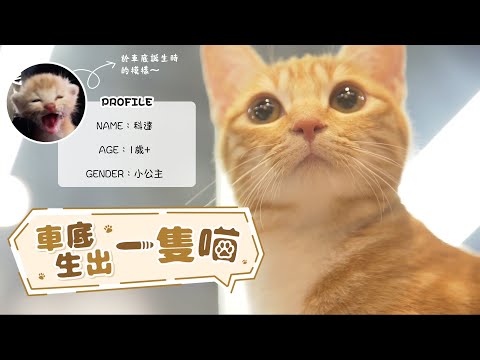 BE寵物・「當時，佢輕過一張紙」🐱三個車房鐵漢於車底救出初生貓b 漏夜餵奶睇獸醫  | BeautyExchange