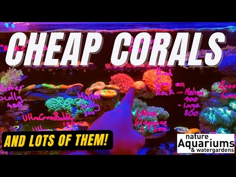 Cheap Corals at Nature Aquariums!