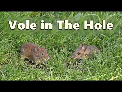 Videos for Cats to Watch Voles in Holes ~ Vole in The Hole