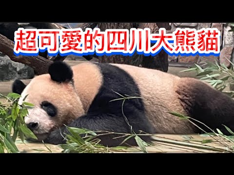 這麼可愛又很愛貪玩的大熊貓，看到真的令人感到高興。［客家小玲］#46