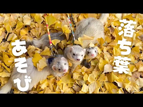 フェレットと落ち葉遊び🍂【ferret#1712】