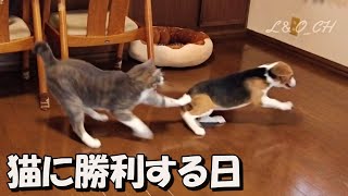 猫に挑み続けるビーグル犬”三度目の正直”　Dog vs Cat不屈の戦い【ビーグル犬ペコ様】