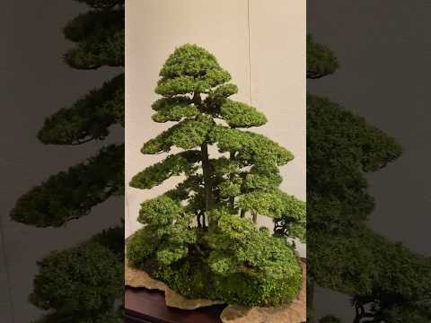 97th Kokufu Bonsai Exhibition. #bonsai #bonsaijapan #bonsaiexhibition #bonsaijapanese