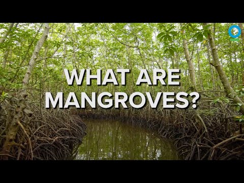 What Are Mangroves?