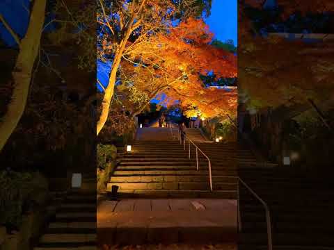 红叶夜话 竈門神社的红叶灯影 你心动了吗 叶红了 红叶 日本旅游 夜景 日本旅行  #Airport #旅行推荐官 #日本三日游 #vx@kyoto-yao #日本华人地接