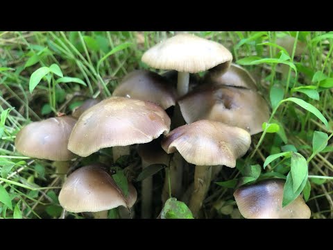 Mushroom Identification: Psilocybe Ovoideocystidiata and Other Look A-likes in the Wild | Maryland