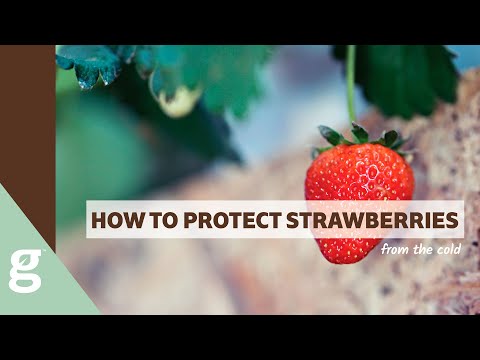 3 Secrets to protect Strawberry Plants from the cold