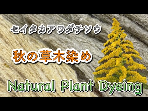 【染色】秋の草木染め：セイタカアワダチソウ／Plant Dyeing