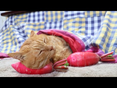 赤大根枕猫　241222