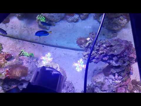 - Tony Nguyen 210 gallon reef tank Budget Built ( top view)